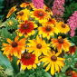 Rudbeckia pitică - amestec de culori - Rudbeckia hirta - Inflorescențe ce aduc strălucire ca un sărut de soare - Semințe proaspete
