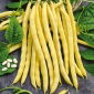 Đậu Pháp vàng "Neckargold" - cần đặt cọc - 20 hạt - Phaseolus vulgaris L.