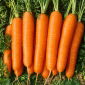 Korenček "Nantaise 2" - srednje zgodaj - 3825 semen - Daucus carota - semena