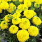 Fløyelsblomst - Tagetes erecta - 270 frø - Mary Helen