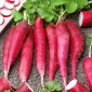 Yaz turp "Osterguss Rosa 2" - 770 tohumlar - Raphanus sativus L.