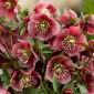 Helleborus, Hellebores Atrorubens