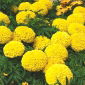 Tagetes patula - Afrikaan - Mona - geel - Tagetes patula L. - zaden