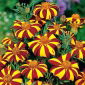 Fløjlsblomst - Opret - Klaun - Tagetes erecta  - frø