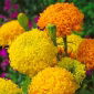 Fløjlsblomst - Opret - Fantastic - mix - 108 frø - Tagetes erecta