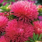 Nadel-Blütenblatt-Aster "Rosamunde" - rosa - 225 Samen - 