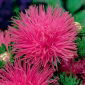 Callistephus chinensis - Walentyna - 450 semillas - rosa
