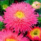 Callistephus chinensis - Connie - 450 zaden - roze
