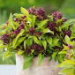 Thai Basil - Siam Queen - Ocimum basilicum - Fragrant Leaves, Multi-Use Versatility - Fresh Seeds