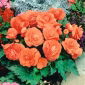Begonia Large Flowered Double Salmon - 2 bulbs