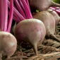 Red beetroot "Chrobry"