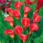 Zantedeschia - Vermelho