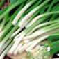 Cipolla d'inverno - Winter Nest - 900 semi - Allium fistulosum
