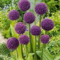 Aglio decorativo - Ambassador - Allium Ambassador