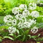 Allium Cowanii - 20 bulbs
