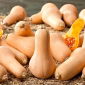 Butternut squash "Waltham Butternut" - 27 sjemenki - Cucurbita moschata - sjemenke