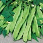 Gewone boon - Admires - Phaseolus vulgaris L. - zaden