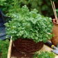 Almindelig Koriander - Coriandrum sativum - frø