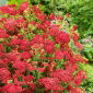 Common yarrow – Paprika – red
