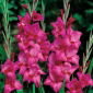 Gladiolsläktet rosa - XXL - paket med 5 stycken - Gladiolus