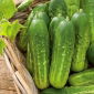 Pickling cucumber "Remiz F1"