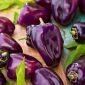 Piper "Nokturn" - fruct de culoare închisă, triunghiulară - Capsicum L. - semințe