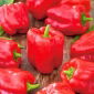 พริกไทย "Ozarowska" - สีแดง, ความหลากหลายหวาน - 90 เมล็ด - Capsicum L.