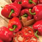 Paprika 'Trapezoid' - rote, große Früchte