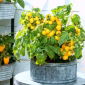 Tomate - Aztek - Fruits jaunes vifs, idéaux pour pots et patios - Graines fraîches