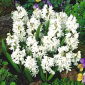 Puschkinia Libanotica Alba - paquet de 10 pièces