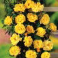 Klatrende rose - gul potteplante - 