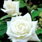 Large-flowered rose - white - potted seedling