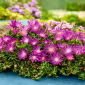 Delosperma rosa - varietà a foglia larga; impianto di ghiaccio -  - semi