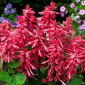 Pragtsalvie - Markiza - Salvia splendens - frø