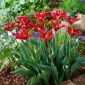 Tulp Eye Catcher - pakket van 5 stuks - Tulipa Eye Catcher