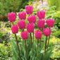 Lalea Rose - Tulip Rose - 5 bulbi