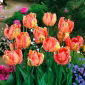 Tulipa salmon Parrot - Tulip salmon Parrot - 5 bulbs
