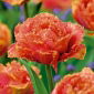 Tulipa Sensual Touch - Tulpe Sensual Touch - 5 Zwiebeln