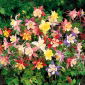 Dwarf Columbine gemengde zaden - Aquilegia vulgaris - 700 zaden - Aquilegia caerulea