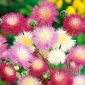 Sweet Sultan - Mixed - Centaurea imperialis - Multicoloured Floral Extravaganza - Fresh Seeds