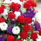 Verbena Homestead Purple zaden - Verbena x hybrida pendula - 252 zaden