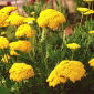 Guldduk, Fernleaf Yarrow frön - Achillea filipendulin - 3100 frön - Achillea filipendulina