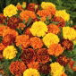 Studentenblume - Mischung - Tagetes patula - Ein echter Blickfang, schützt vor Schädlingen - Samen
