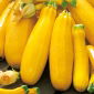 Dovlecel Zucchini - Goldena - Galben strălucitor, cu maturare timpurie și pulpă cremoasă - Semințe proaspete