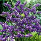 Limonka chobotnatá - fialová - Limonium sinuatum - Snadné pěstování, perfektní k sušení - Čerstvá semena