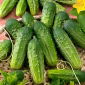 Poľná uhorka "Anulka" - 105 semien - Cucumis sativus - semená