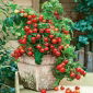 Tomato - Vilma - Prolific Yield, Perfect for Patios - Fresh Seeds