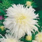 Astro - Piume di Struzzo - Bianco - Callistephus chinensis - Eleganti fiori bianchi dal taglio perfetto - Semi Freschi