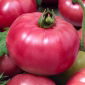 Tomato - Malinowy Ożarowski - Early, Easy to Grow Harvest, Juicy Raspberry Red - Fresh Seeds