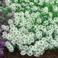 Silkedodre - hvit - 1750 frø - Lobularia maritima